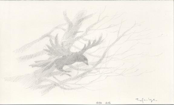 corbeau p33 - Armel Gaulme - Mine de plomb sur papier - 1645