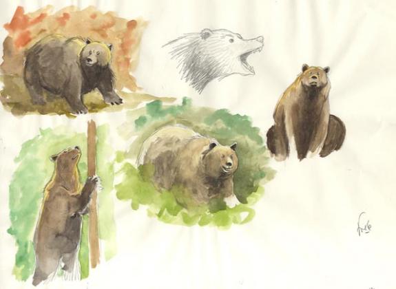 croquis d'ours - Fred Simon - 340