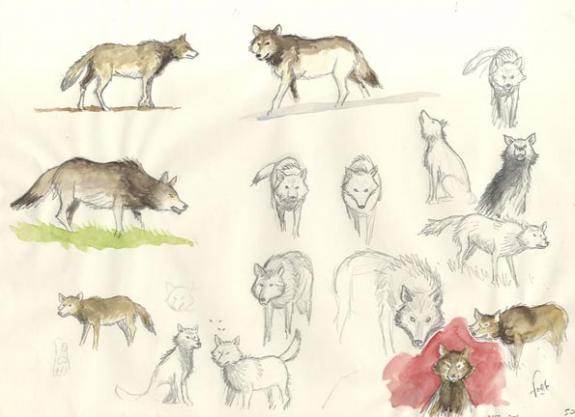 croquis de loup - Fred Simon - 341