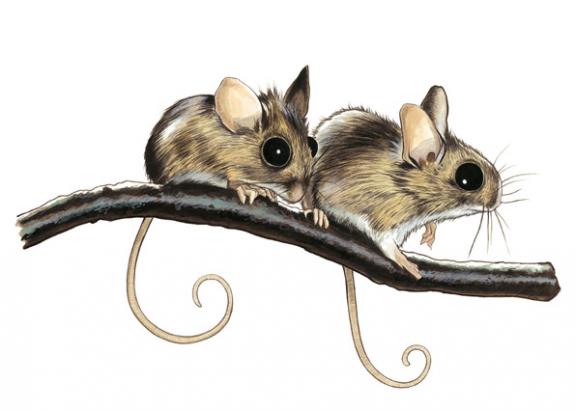 2 gerbilles sur branche - Bruno Brucero - Acrylique - 1579