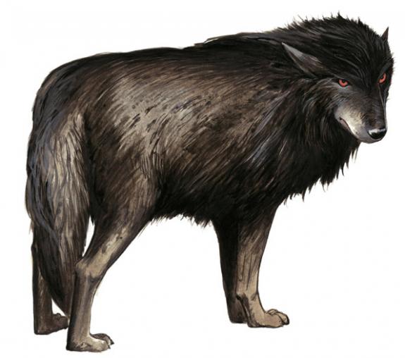 loup - Bruno Brucero - Acrylique - 1582