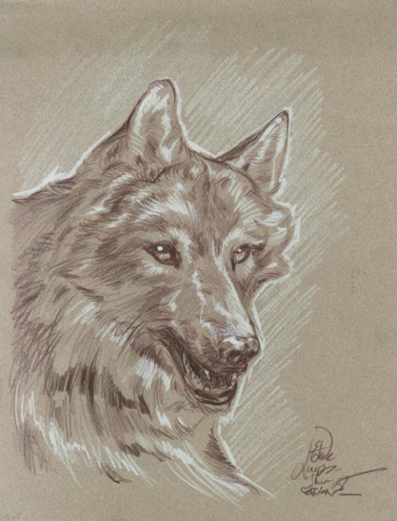 Étude loup inédit - Gwendal Lemercier - Crayon de couleur sur papier - 1880
