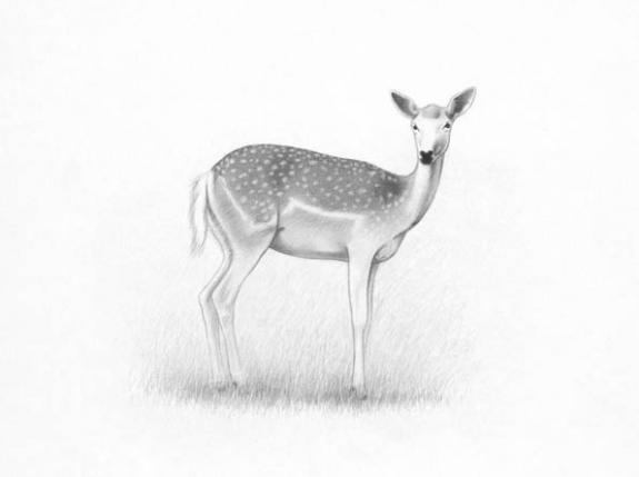 Biche - Erlé Ferronnière - Mine de plomb sur papier - 2029