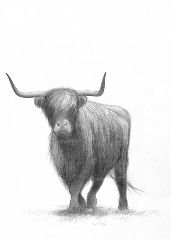 Buffle - Erlé Ferronnière - Mine de plomb sur papier - 2030