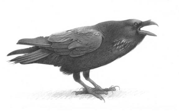 Corbeau - Erlé Ferronnière - Mine de plomb sur papier - 2042