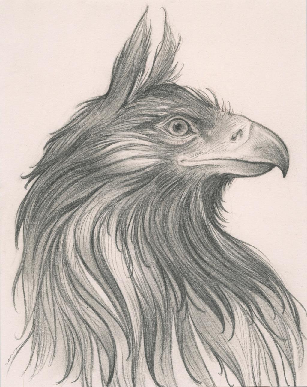 Griffon - Cory Godbey - Mine de plomb sur papier - 2589