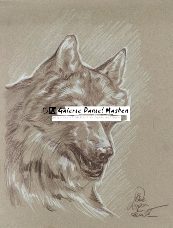 Étude loup inédit - Gwendal Lemercier - Crayon de couleur sur papier - 1880