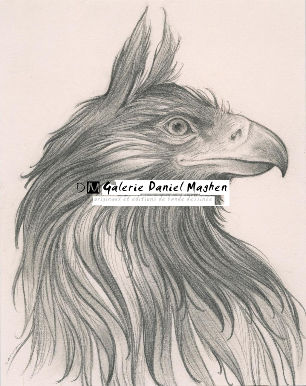 Griffon - Cory Godbey - Mine de plomb sur papier - 2589